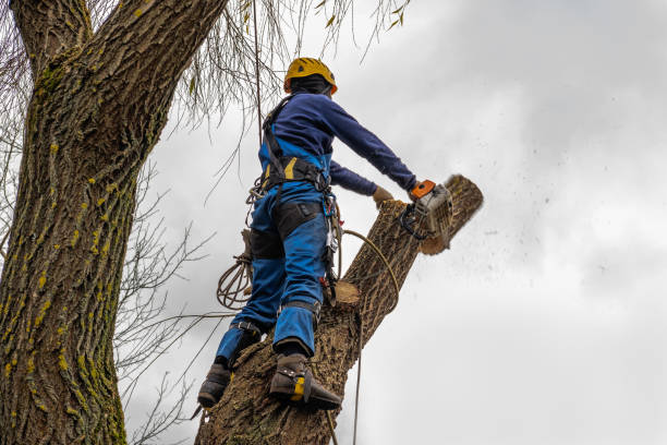 Best Tree Mulching Services  in Bath, MI