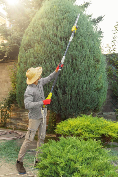 Why Choose Our Tree Removal Services in Bath, MI?